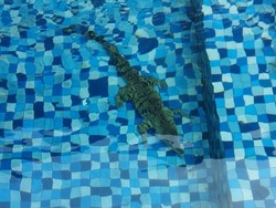 Hiii! Ada Buaya Nyasar ke Kolam Renang Rumah Warga Jaksel