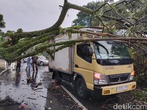Pohon Tumbang Timpa Mobil Box di Jalan Padjajaran Bandung