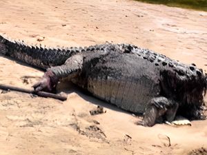 Wow! Siapa yang Tahu Pelaku Mutilasi Buaya Ini Dihadiahi Rp 1,5 M Wow! Siapa yang Tahu Pelaku Mutilasi Buaya Ini Dihadiahi Rp 1,5 M