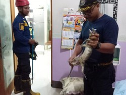 Hiii! Biawak Nyelonong ke Kamar Tidur Warga di Klaten