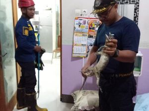 Hiii! Biawak Nyelonong ke Kamar Tidur Warga di Klaten Hiii! Biawak Nyelonong ke Kamar Tidur Warga di Klaten