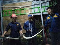 Ular Ngumpet di Plafon Rumah Gegerkan Warga Bogor Saat Malam Takbiran