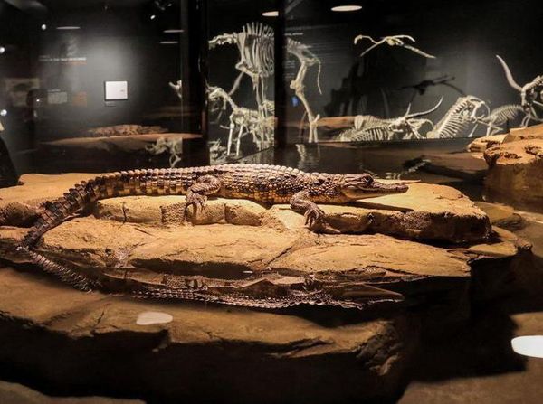 Mengunjungi Taman Khusus Buaya di Dubai