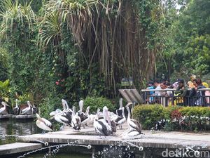 Pengunjung Ragunan Naik 2 Kali Lipat Saat Liburan Natal