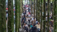 Ramainya Wisata Pohon Jati yang Lagi Ngehits di Puncak Bogor