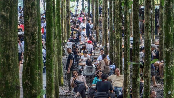 Ramainya Wisata Pohon Jati yang Lagi Ngehits di Puncak Bogor