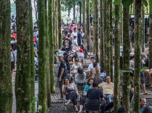 Ramainya Wisata Pohon Jati yang Lagi Ngehits di Puncak Bogor