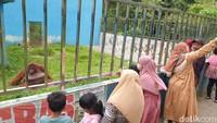 BKSDA Sumut: Kandang Satwa Buas di Medan Zoo Tidak Layak