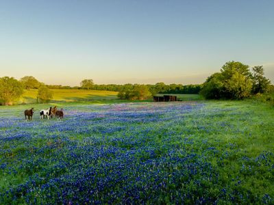 Hamparan Bunga Blubonnet di Texas Ini Bak Negeri Dongeng