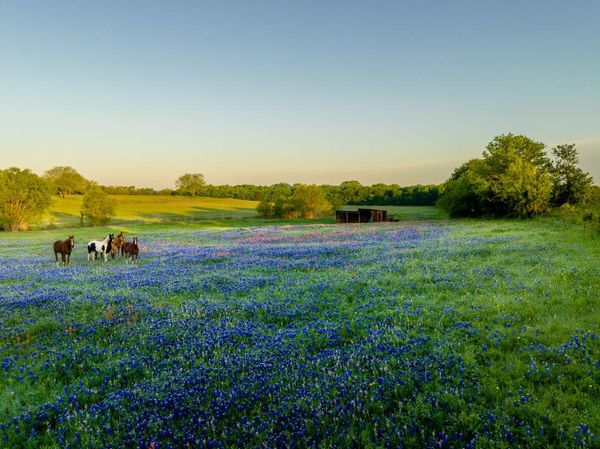 Hamparan Bunga Blubonnet di Texas Ini Bak Negeri Dongeng