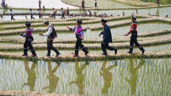 Harmoni Nyanyian dan Tari Sambut Musim Tanam Padi di China