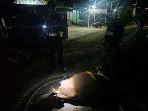 Pemotor di Konawe Sultra Babak Belur Usai Tabrak Mati 3 Ekor Sapi