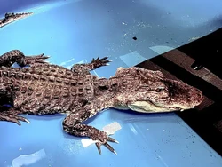 Nasib Tragis Buaya yang Mati Kurus Kering, Ada Sumbat Karet di Perut