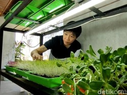 Ngalam Mbois: Tekat Mina Budidaya Microgreens yang 2 Kali Lebih Bernutrisi