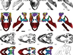 Dinosaurus Diduga Jalan Kaki Amerika-Australia via Antartika, Kok Bisa?