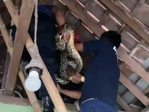 Hiii! Ular Sanca 3 Meter Bergulung di Atap Rumah Warga Bantul