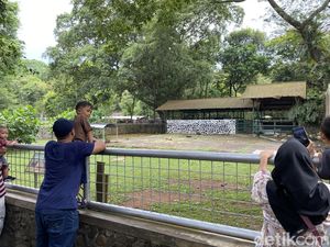 Turun Antusiasme ke Kapibara Si Santuy Masbro di Ragunan Saat Libur Lebaran