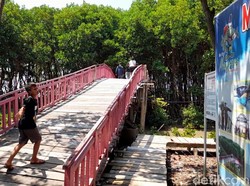 Liburan Lebaran di Hutan Mangrove Kaliwlingi Brebes, Lokasi-Harga Tiket