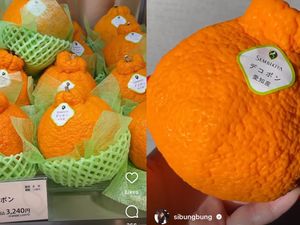 Dekopon, Jeruk Sultan Seharga Rp 360 Ribu Per Buah