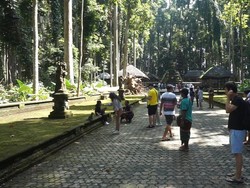 Monyet di Sangeh Sudah Nggak Galak, Pengunjung Meningkat