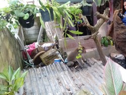 Monyet Puber di Malang Serang dan Gigit Pemiliknya