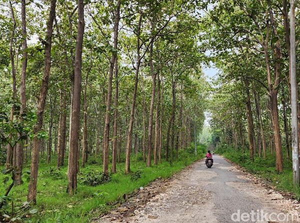 Menelusuri Jalanan Neraka, Bertemu Desa Dipenuhi Akar Jati ke Tempat Bertuah