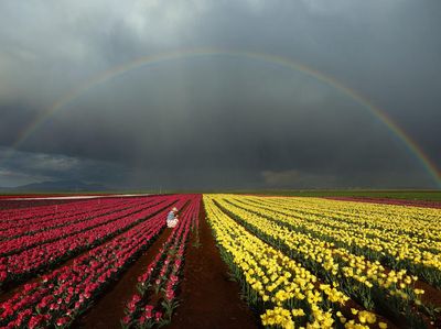 Momen Langka! Kala Hamparan Bunga Tulip Berselimutkan Pelangi