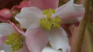 Mengintip Kekayaan Jenis Begonia di Pulau Sumatera