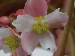 Mengintip Kekayaan Jenis Begonia di Pulau Sumatera