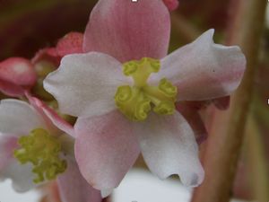 Mengintip Kekayaan Jenis Begonia di Pulau Sumatera Mengintip Kekayaan Jenis Begonia di Pulau Sumatera