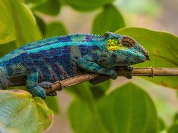 Video Inspirasi Teknologi dari Lidah Balistik Bunglon-Salamander Video Inspirasi Teknologi dari Lidah Balistik Bunglon-Salamander
