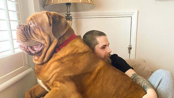 Kumpulan Foto Anjing Berukuran Raksasa, Sungguhan Ada!