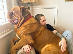 Kumpulan Foto Anjing Berukuran Raksasa, Sungguhan Ada!