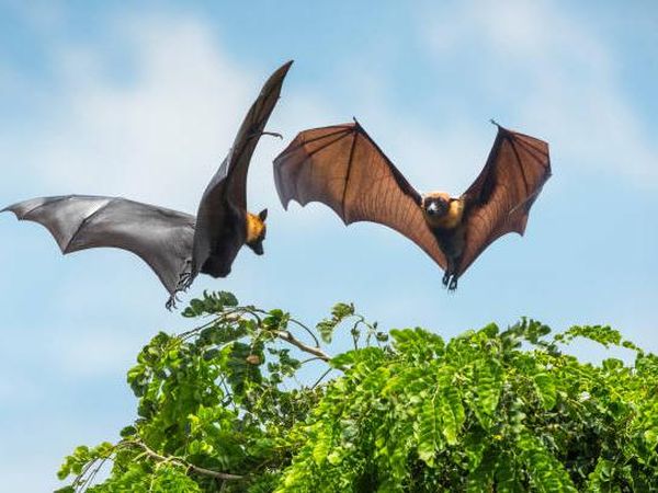 5 Hewan Ini Punya Cara Bertahan Hidup yang Unik Lho