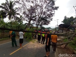 Jalur Tasikmalaya-Bandung Lumpuh Sesaat gegara Pohon Tumbang