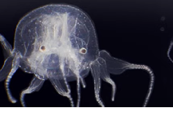 Ilmuwan Hong Kong Temukan Spesies Baru Ubur-Ubur Kotak Bermata 24!