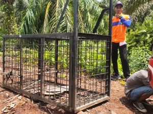 BBKSDA Riau Pasang Perangkap di Lokasi Petani Tewas Diterkam Harimau BBKSDA Riau Pasang Perangkap di Lokasi Petani Tewas Diterkam Harimau