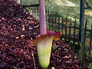 Bunga Bangkai di Kebun Raya Mekar, Tapi Tak Seperti Biasanya Bunga Bangkai di Kebun Raya Mekar, Tapi Tak Seperti Biasanya