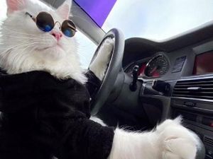 Viral Kucing Ini Diklaim Terbesar di Dunia, Seukuran Anak Kecil!