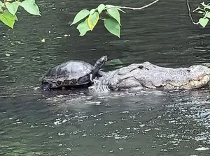 Heran, Kura-kura Nebeng Punggung Aligator Tapi Tak Dimangsa