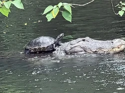 Heran, Kura-kura Nebeng Punggung Aligator Tapi Tak Dimangsa