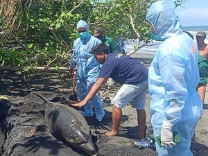 Lumba-Lumba Penuh Luka di Pantai Jembrana Diduga Diserang Hiu