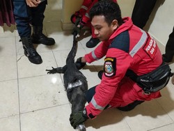 Heboh Biawak 1,5 Meter Masuk Rumah Warga di Makassar, Damkar Evakuasi