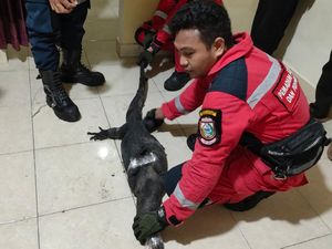 Heboh Biawak 1,5 Meter Masuk Rumah Warga di Makassar, Damkar Evakuasi Heboh Biawak 1,5 Meter Masuk Rumah Warga di Makassar, Damkar Evakuasi