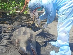 Dokter Hewan Bedah Lumba-Lumba Terdampar, Sirip-Organ Dalam Diteliti