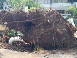 Pohon Raksasa di Dago Bandung Tumbang, Ini Penyebabnya