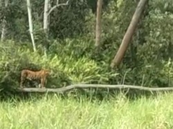 Awas! Harimau Muncul di Lahan Konsesi RAPP di Riau