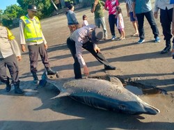 Lumba-lumba Penuh Luka Mati Terdampar di Jembrana