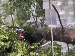 Pohon Setinggi 20 Meter di ITB Tumbang Disambar Petir