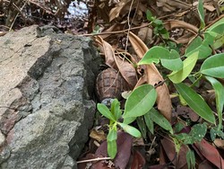 Warga Aceh Besar Temukan Granat Nanas di Pagar Kebun